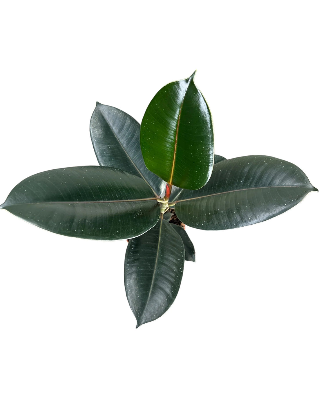 Robusta Rubber Plant