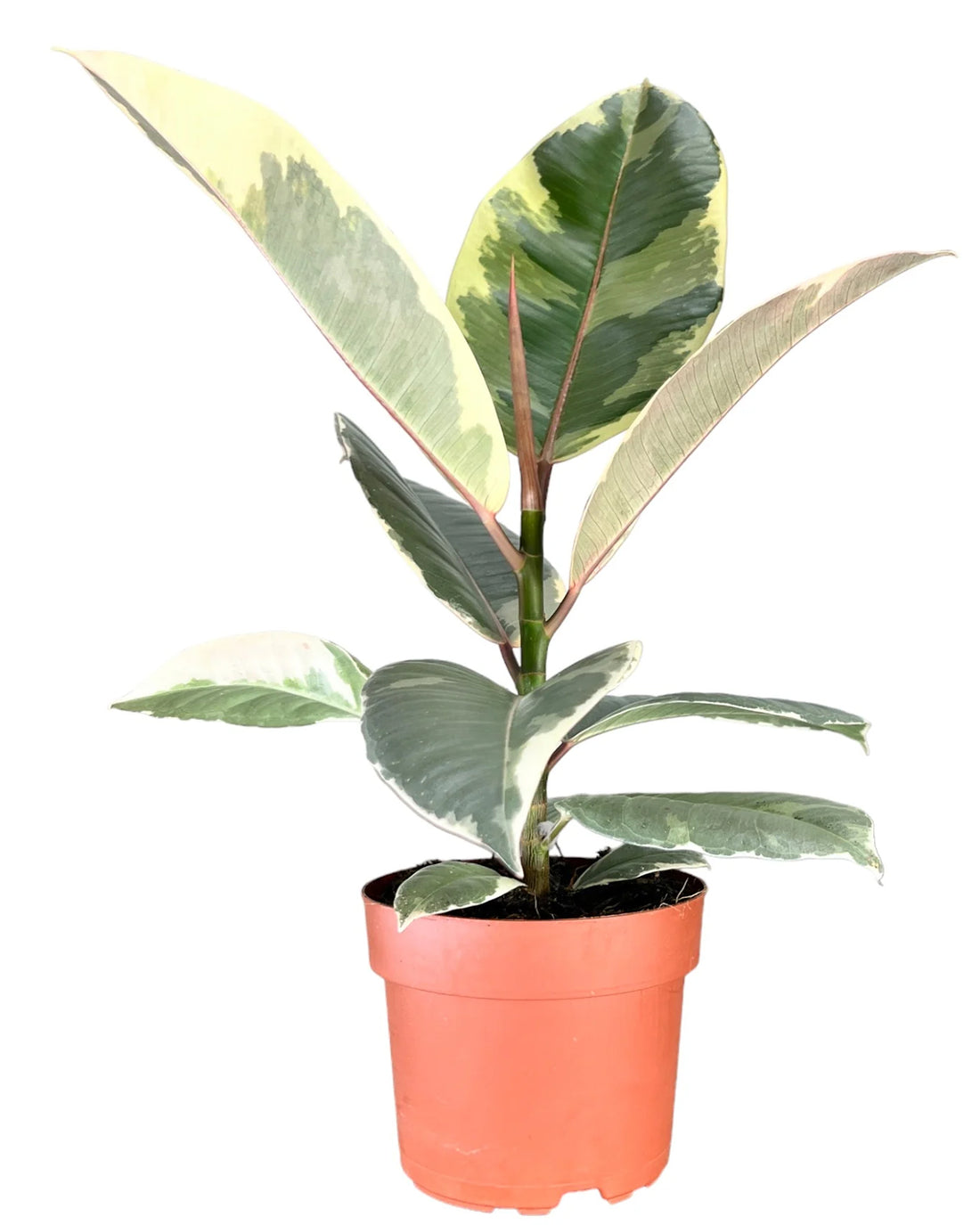Tineke Rubber Plant