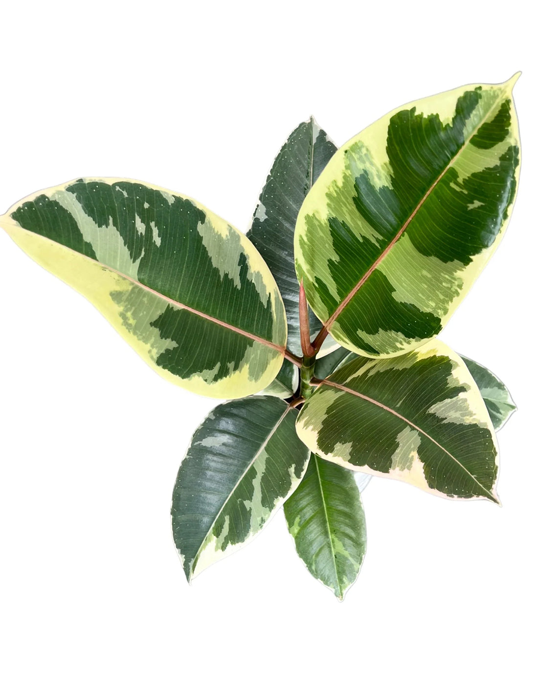 Tineke Rubber Plant