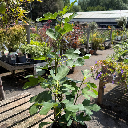 Ficus carica &