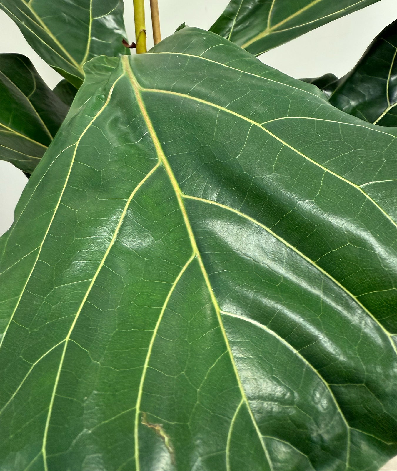Fiddle Leaf Fig – Iconic Indoor Tree with Bold Leaves – Groh Plants