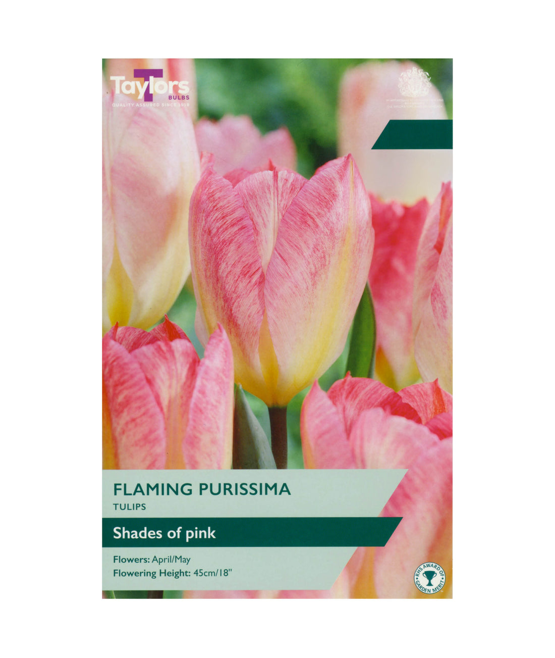 Tulip &