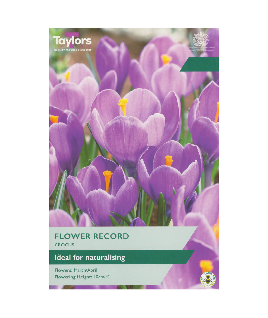 Crocus &