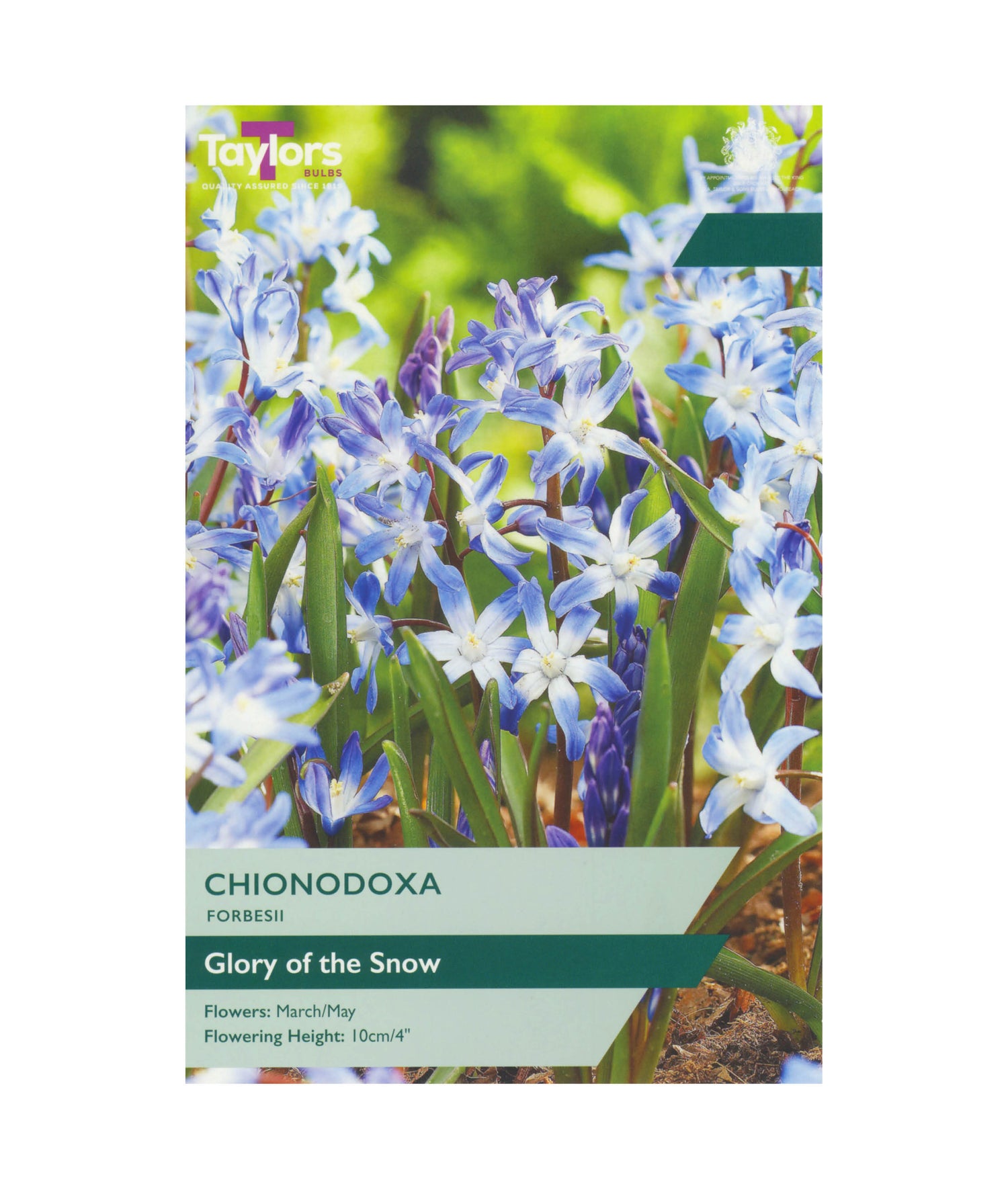 Chionodoxa &