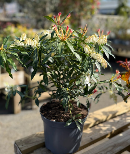 Pieris Jap Forest Flame - 3L
