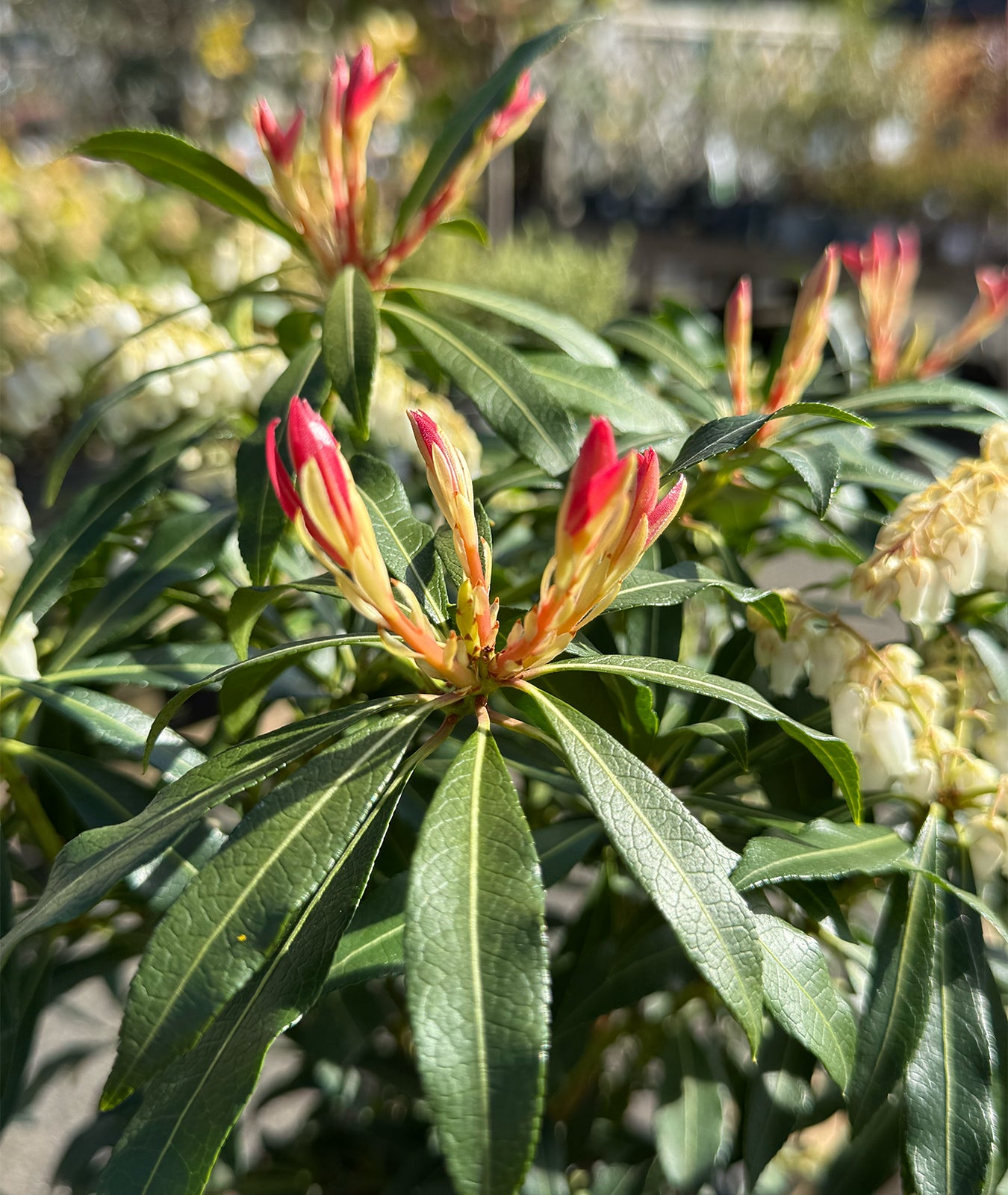 Pieris Jap Forest Flame - 3L