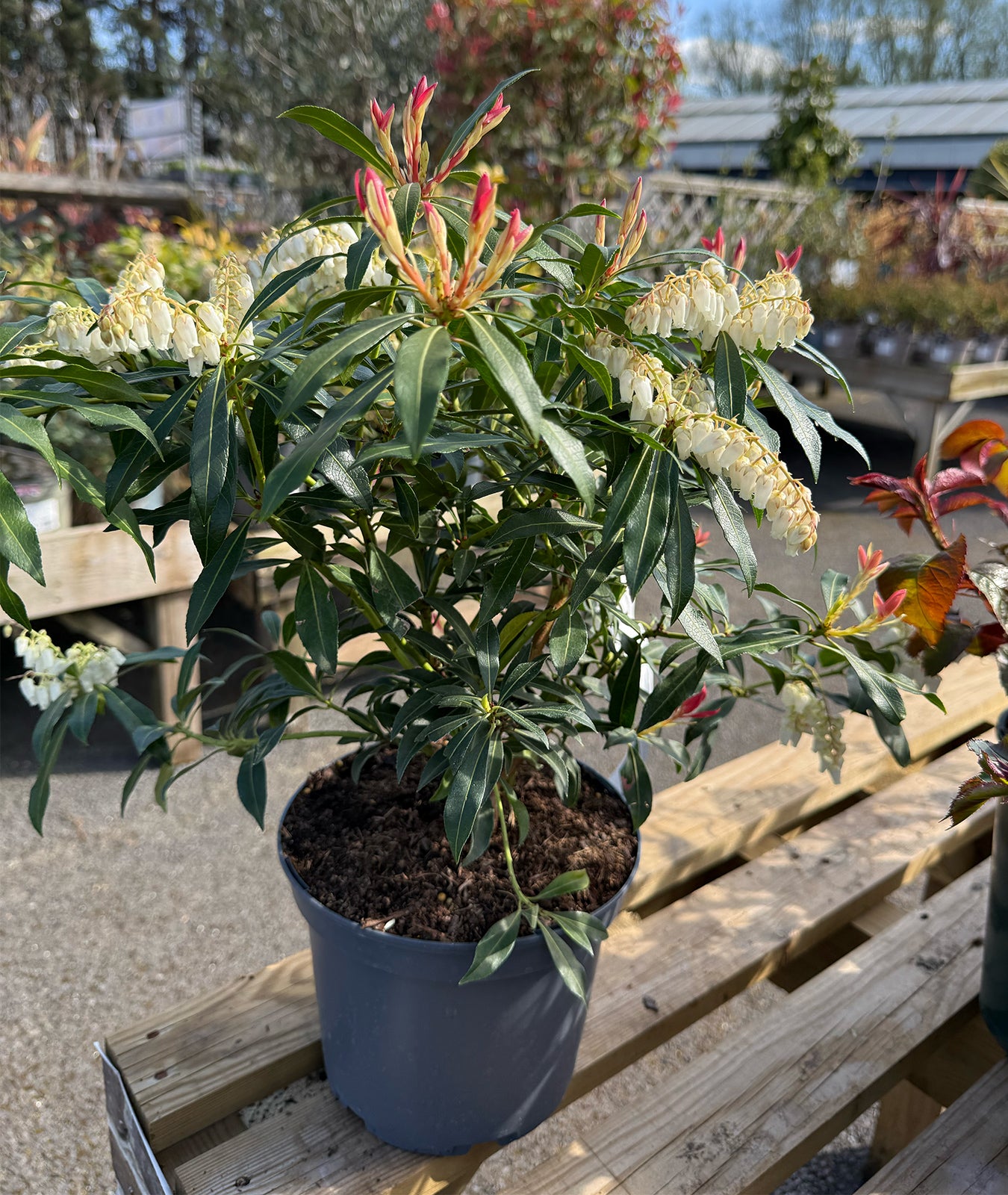 Pieris Jap Forest Flame - 3L