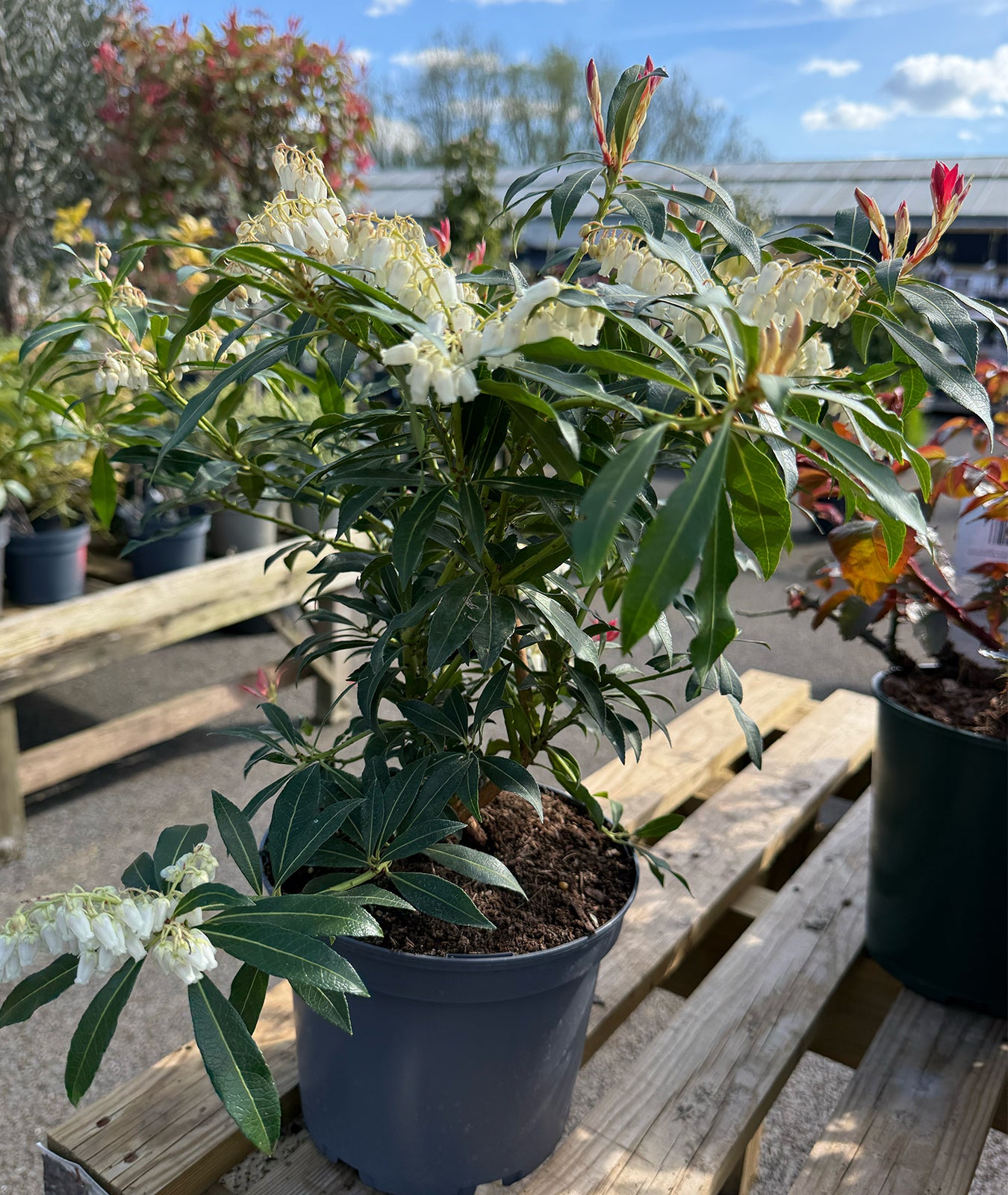 Pieris Jap Forest Flame - 3L