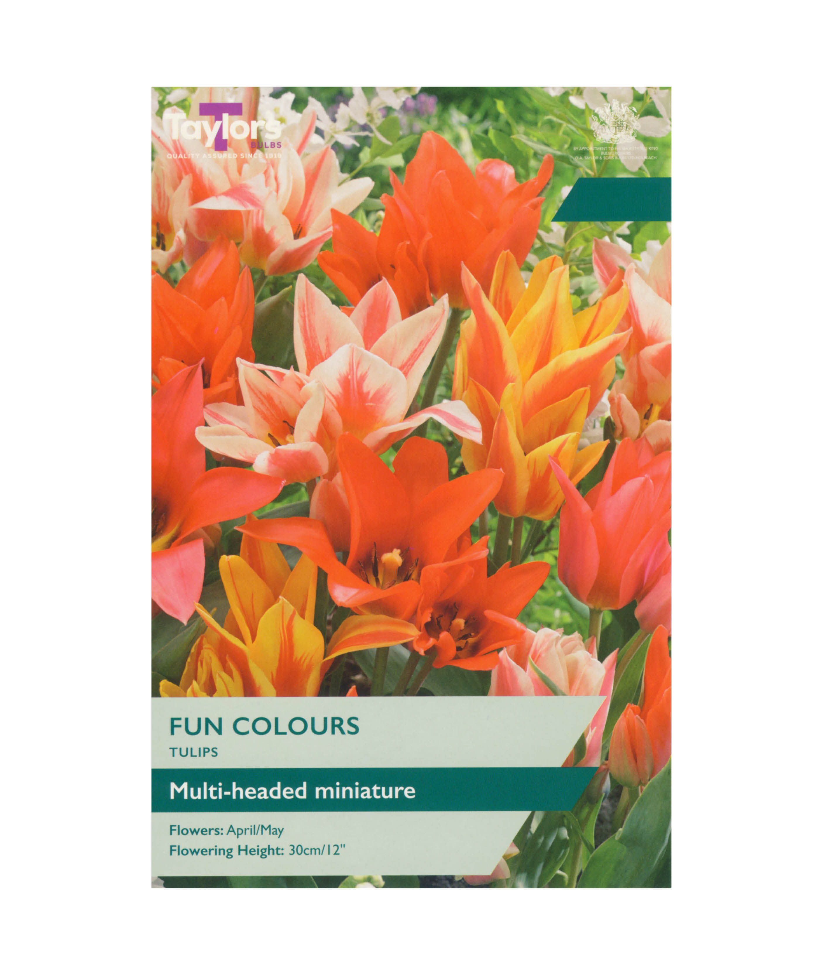Tulip &