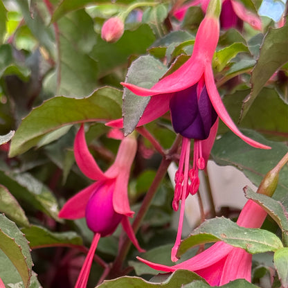 Fuchsia &