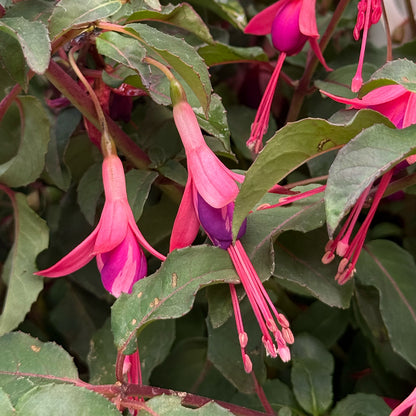 Fuchsia &