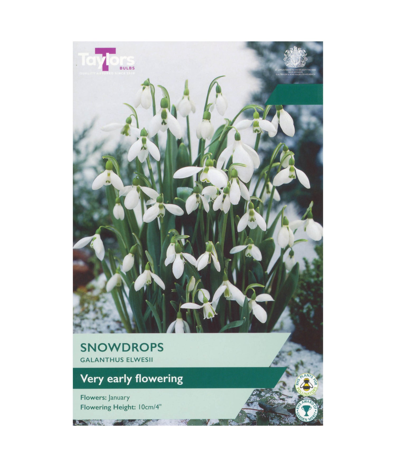 Galanthus Elwesii