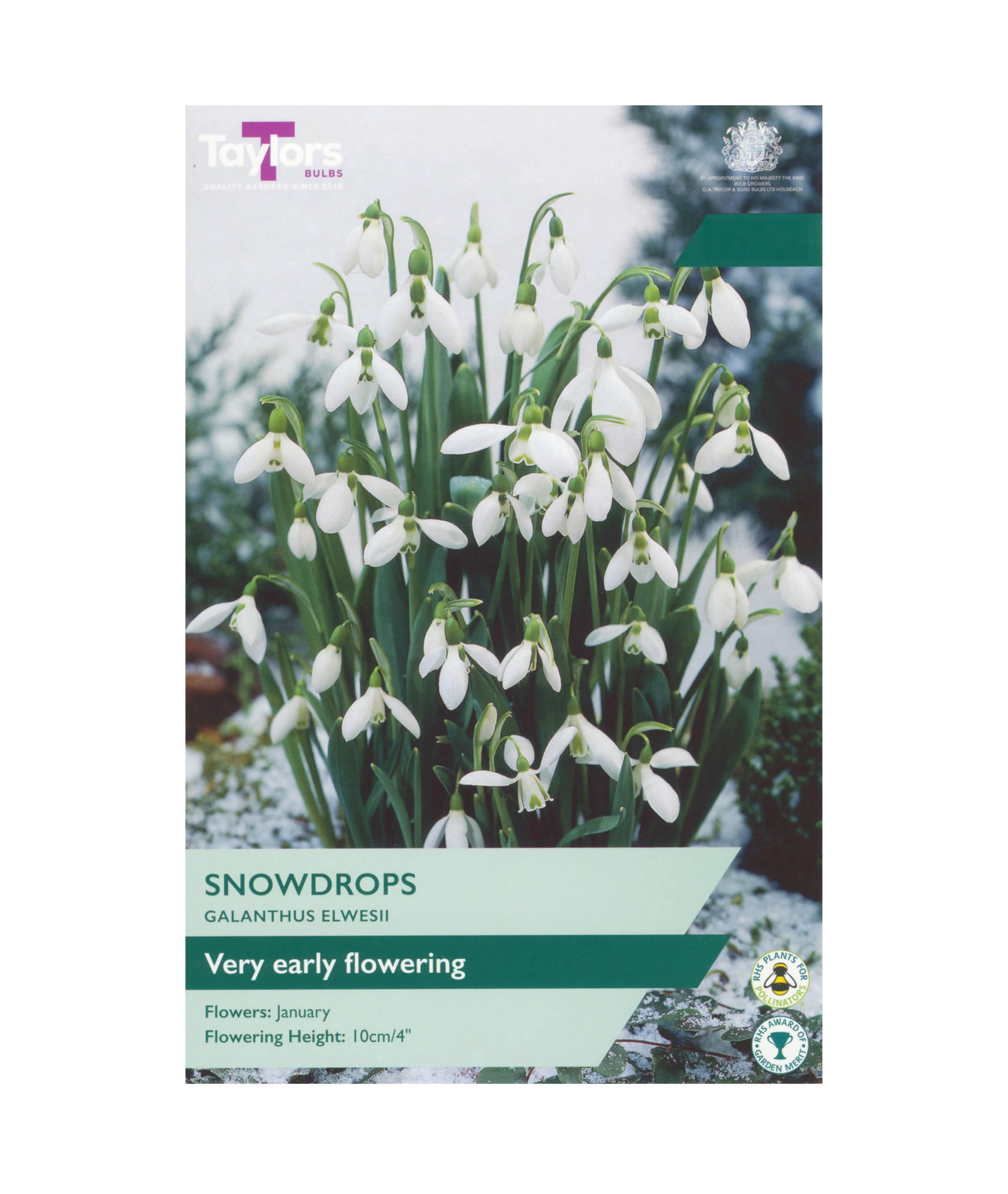 Galanthus Elwesii
