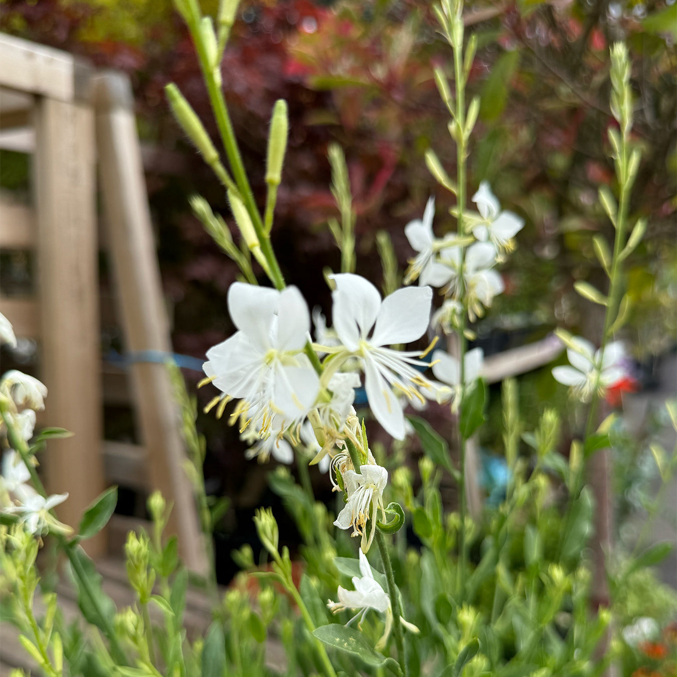 Gaura lindheimeri &