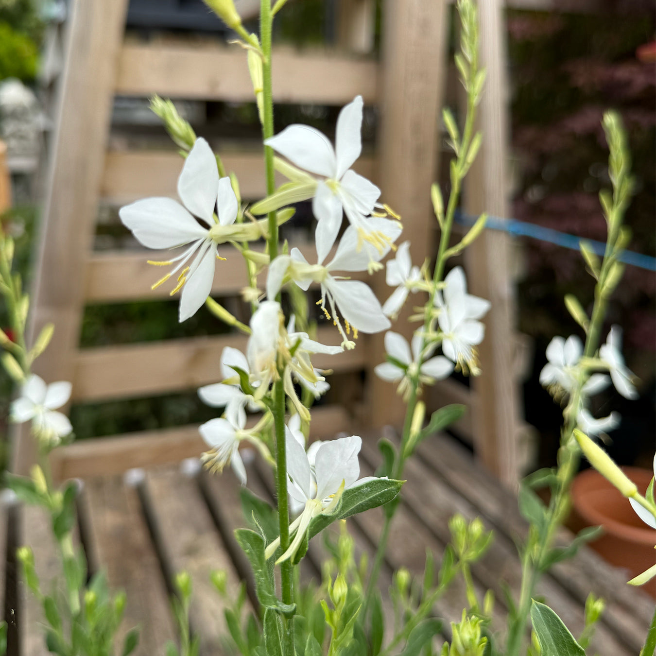 Gaura lindheimeri &