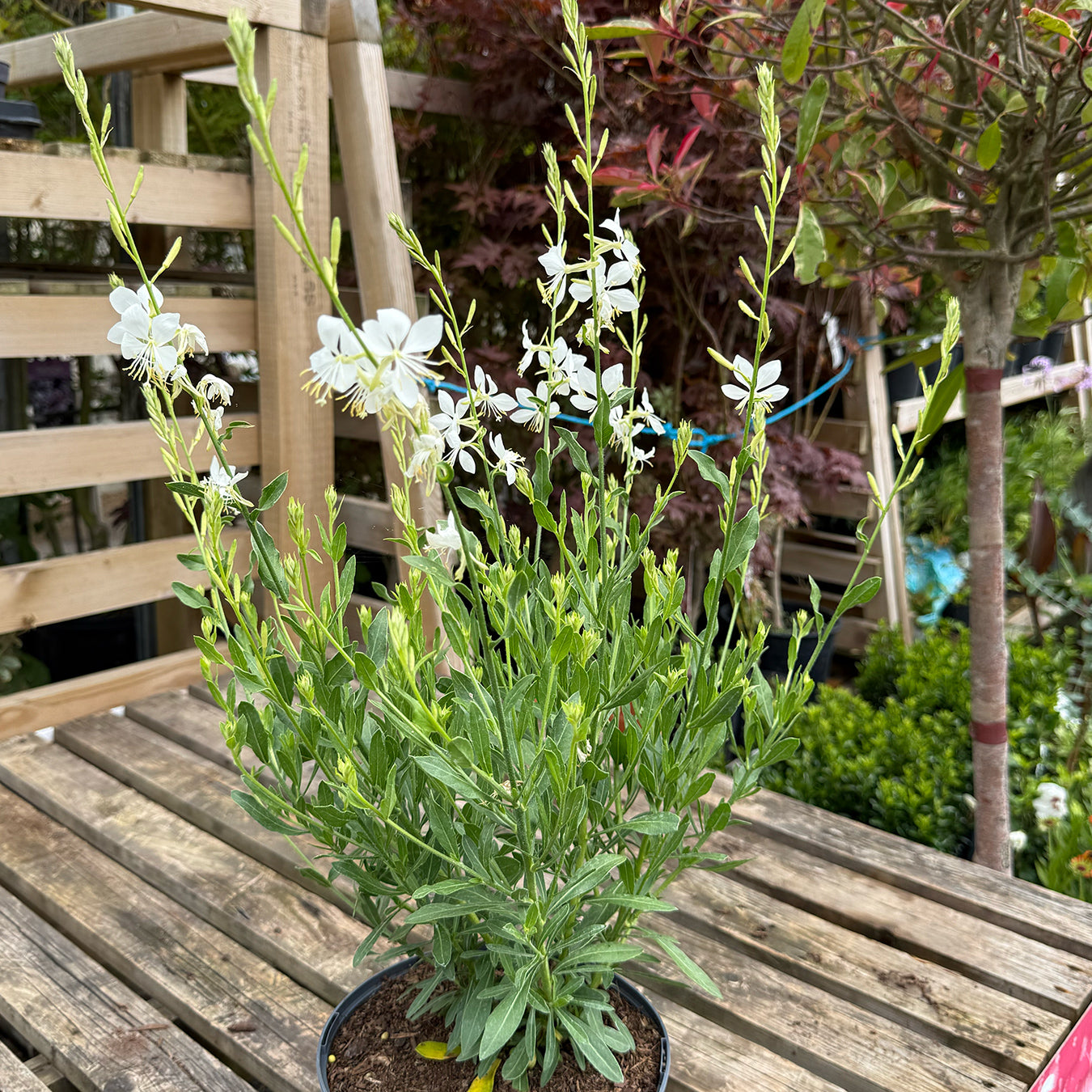 Gaura lindheimeri &