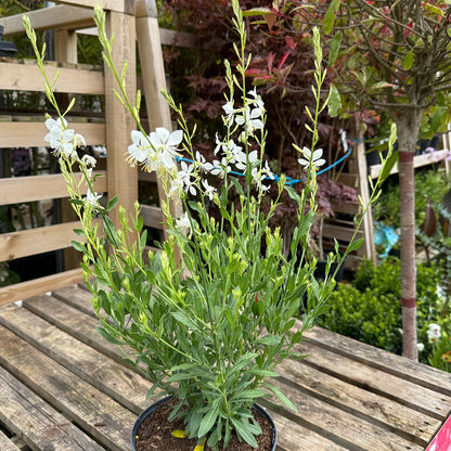 Gaura lindheimeri &