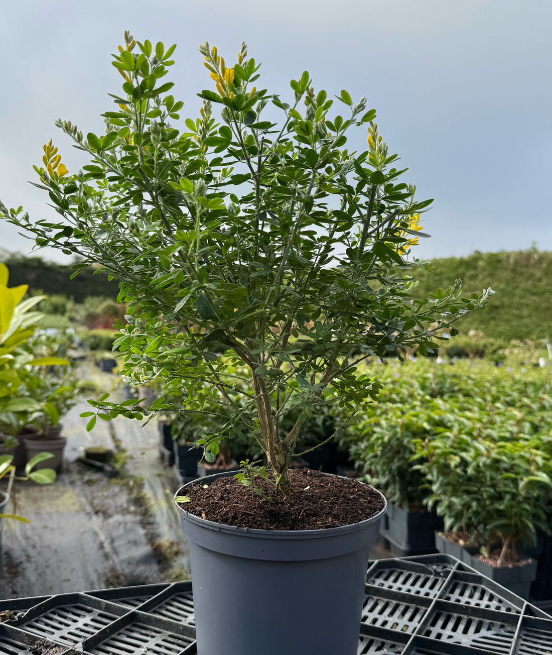 Genista × spachiana &