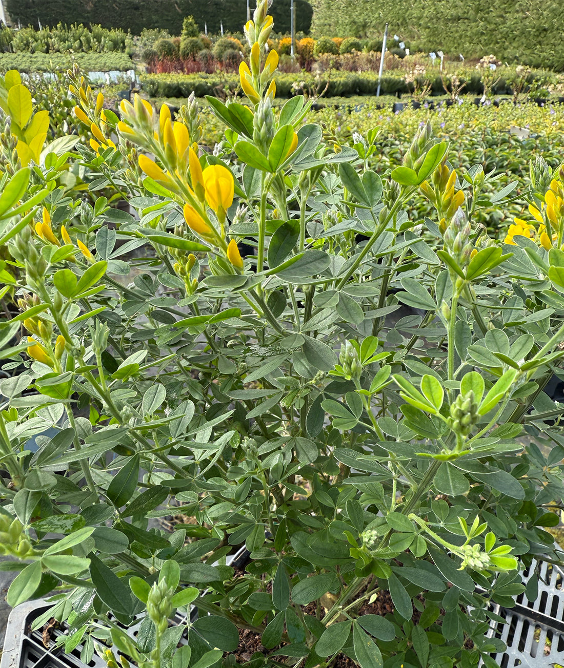 Genista × spachiana &