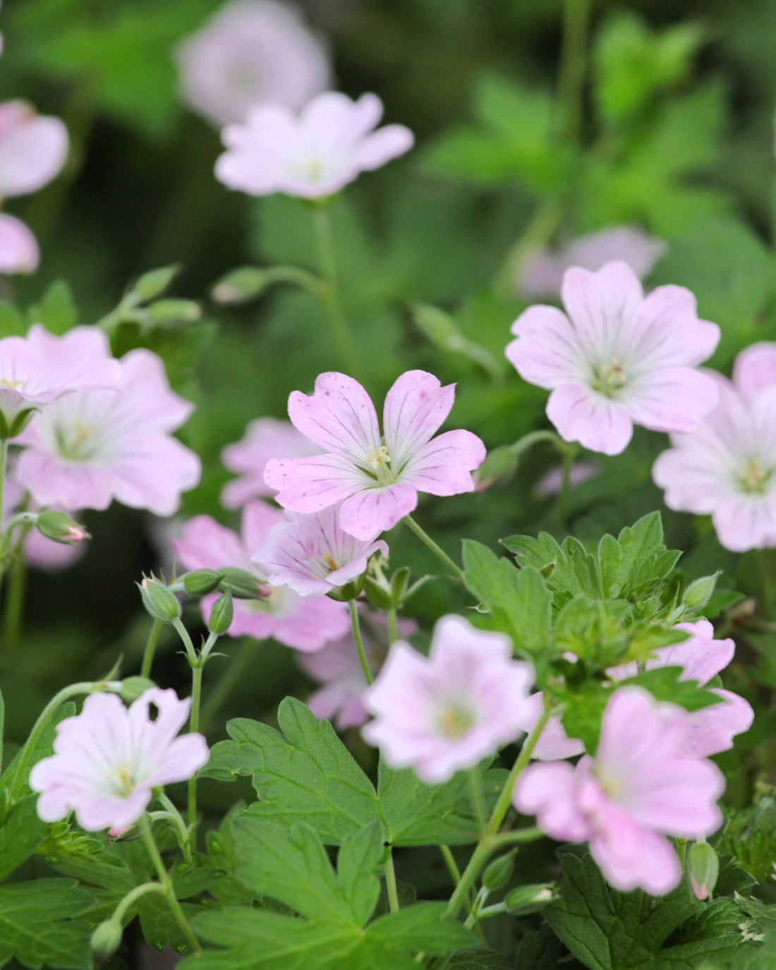Geranium &