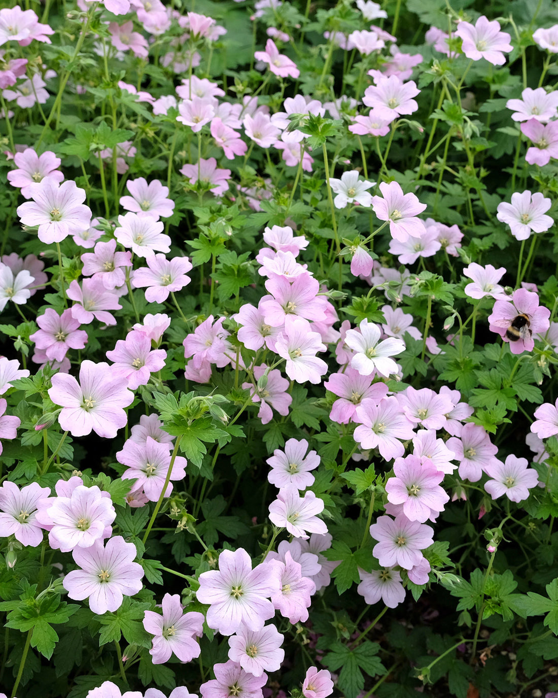 Geranium &