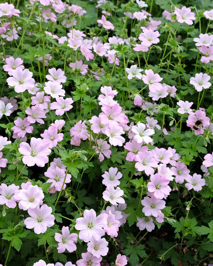 Geranium &