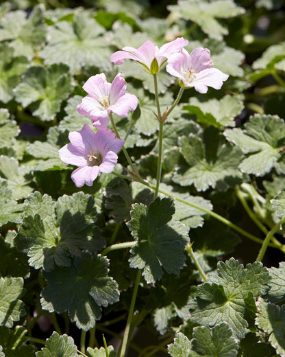 Geranium &
