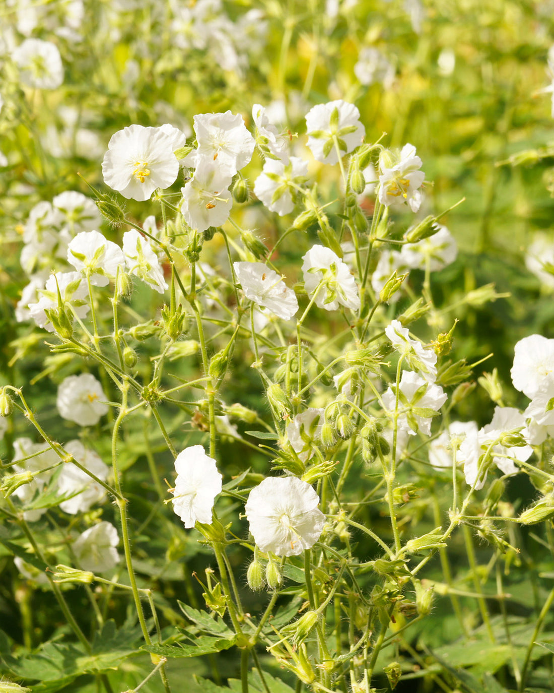 Geranium phaeum &