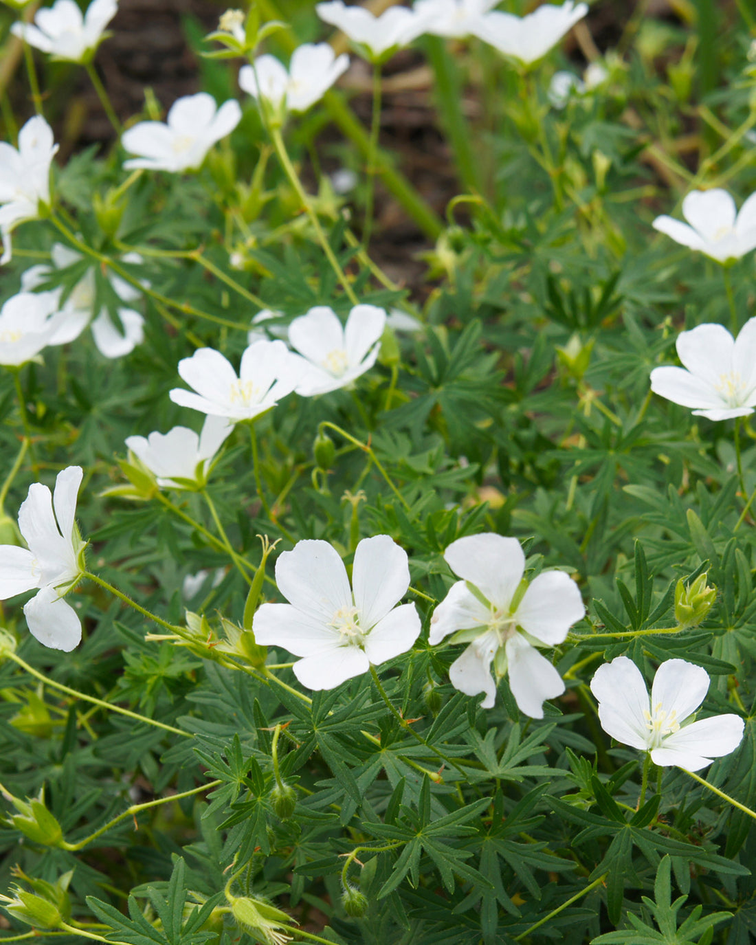 Geranium sanguineum &