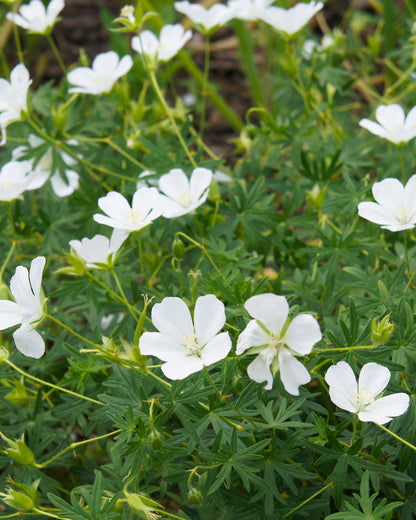 Geranium sanguineum &