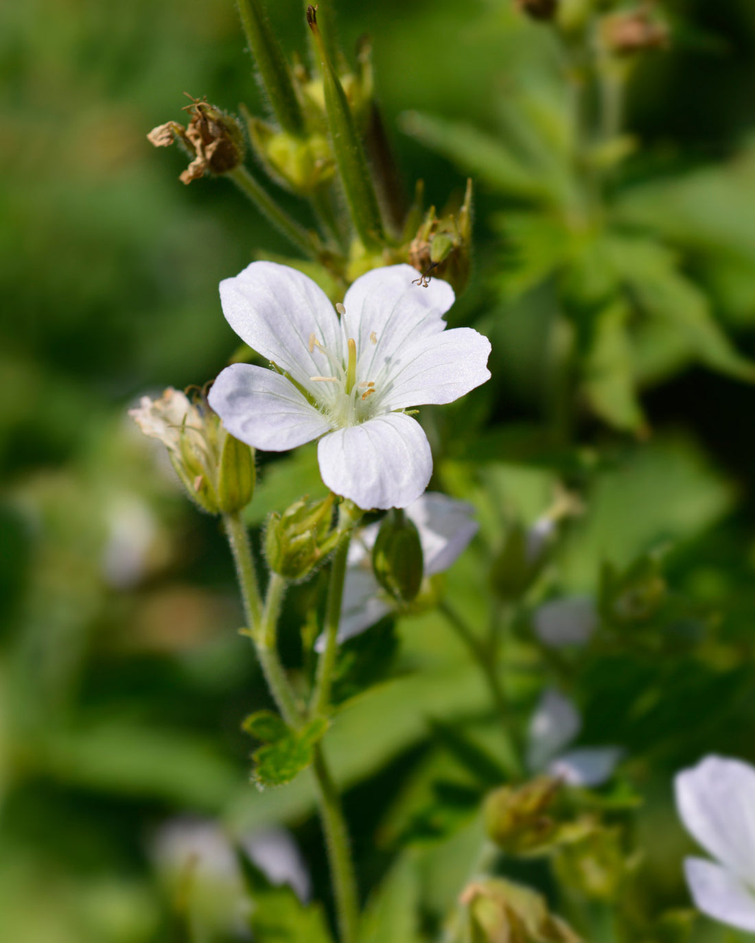 Geranium sanguineum &