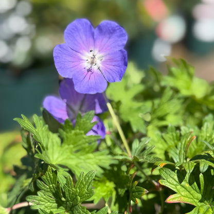 GERANIUM &