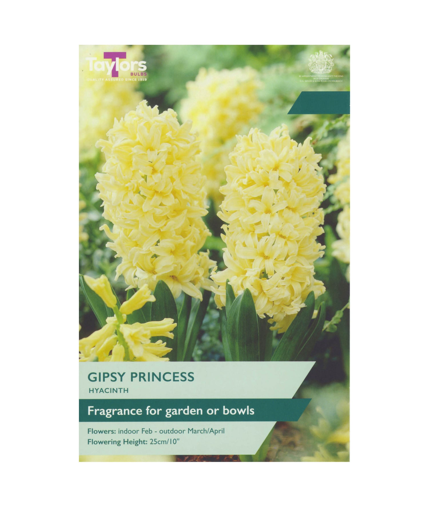 Hyacinth &