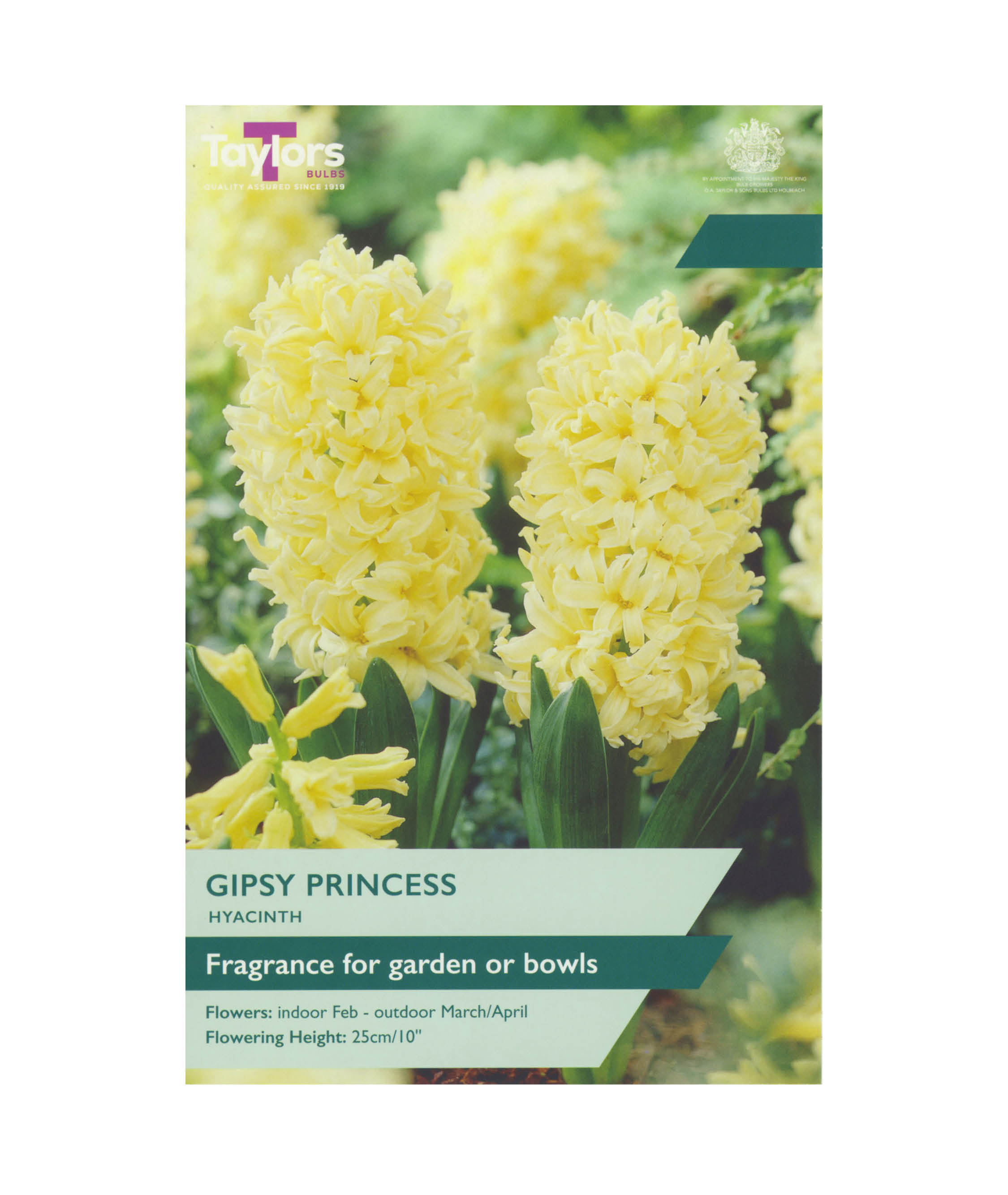 Hyacinth &