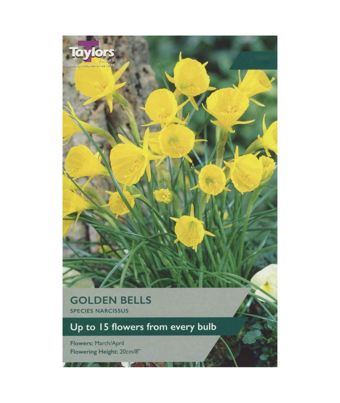 Narcissi &