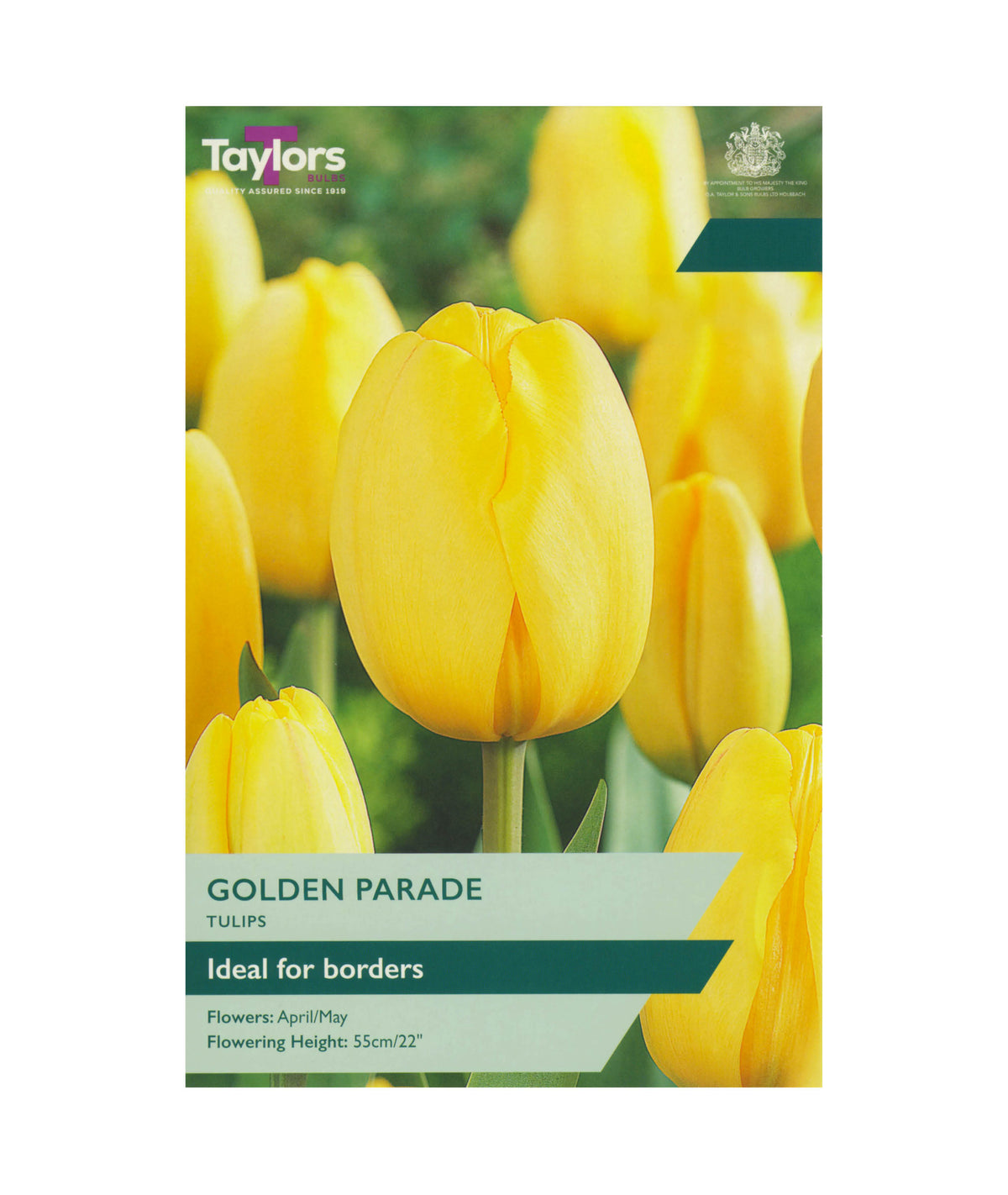 Tulipa &