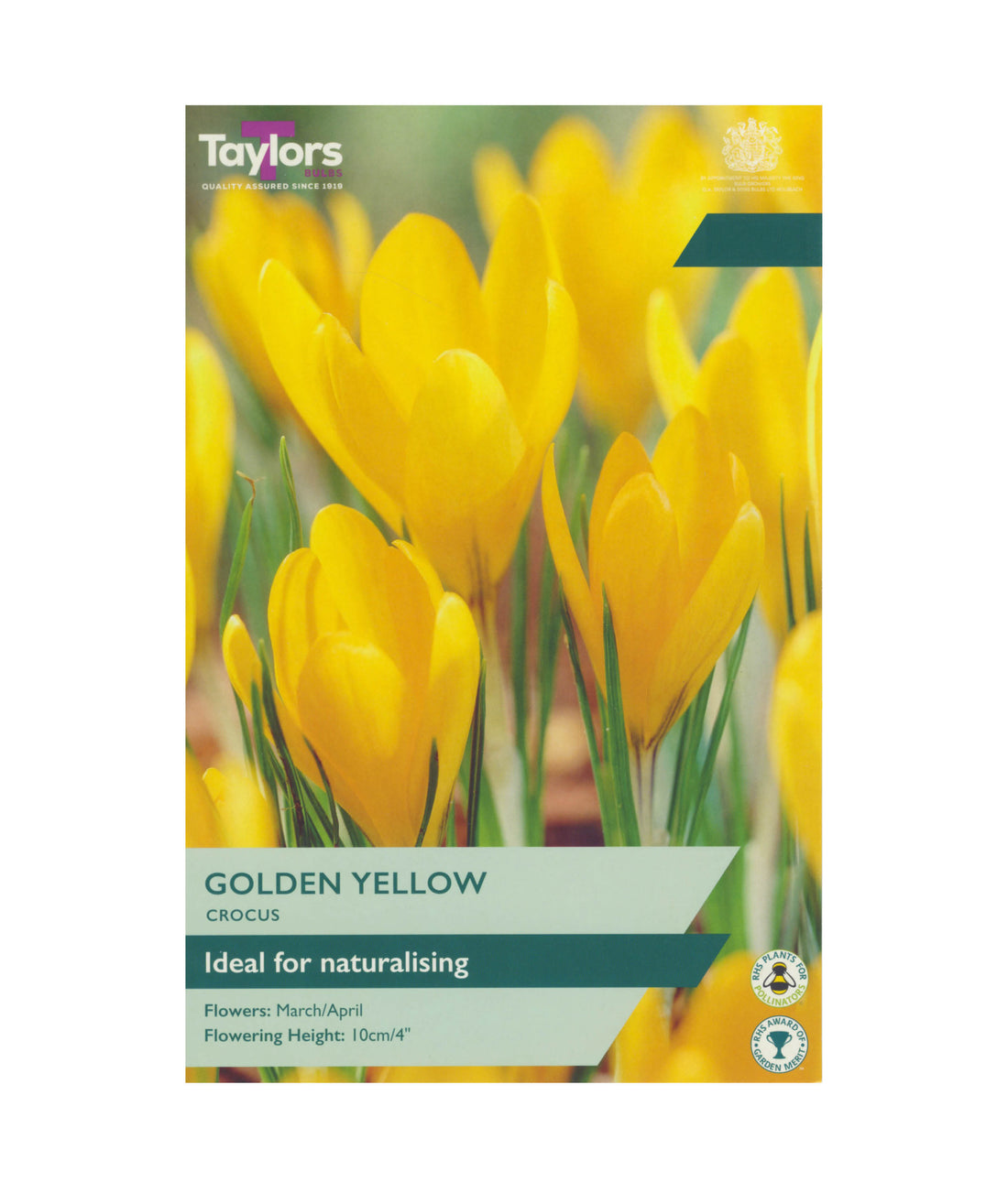 Crocus &
