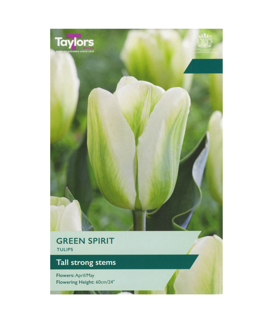 Tulipa &