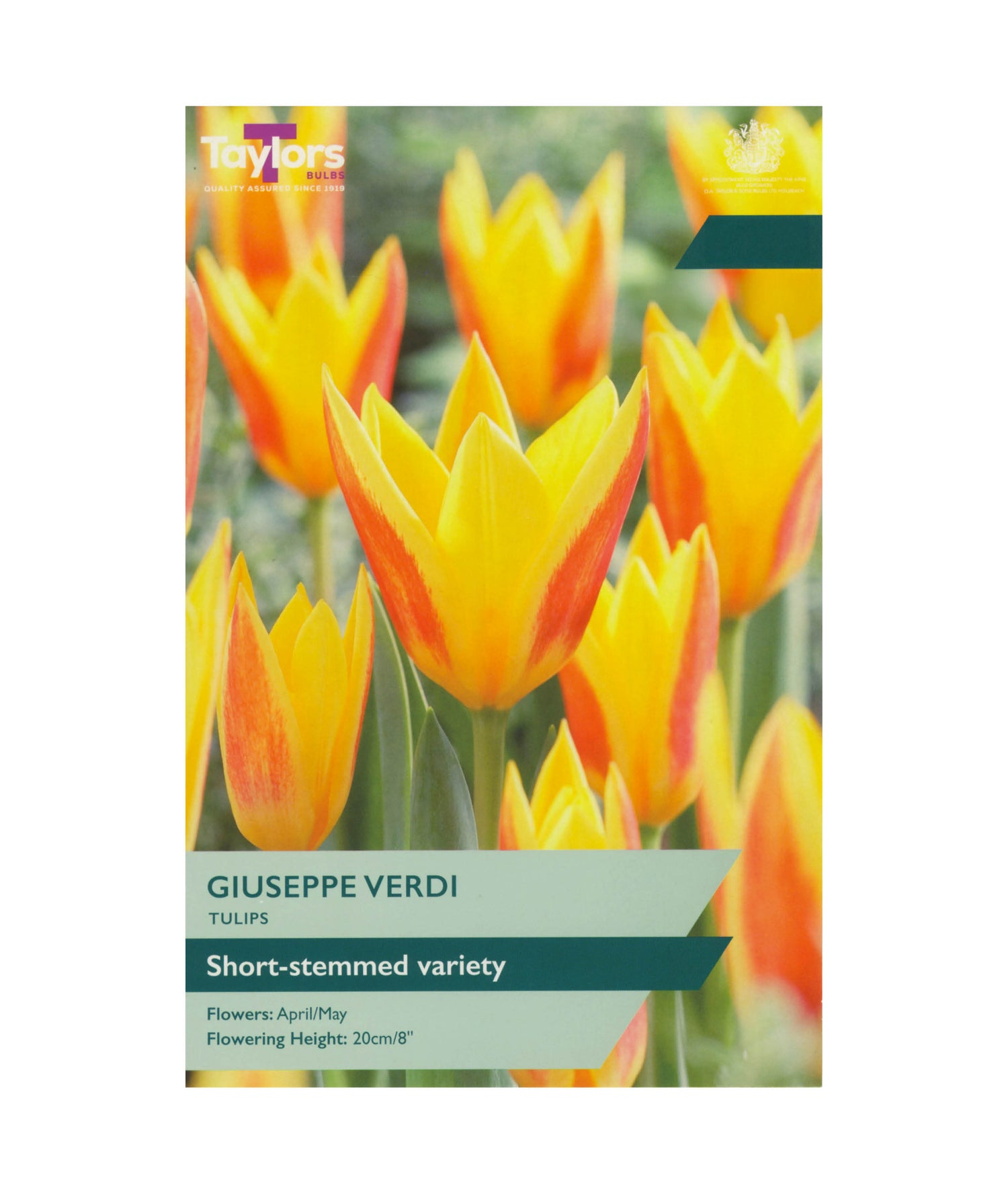 Tulip &