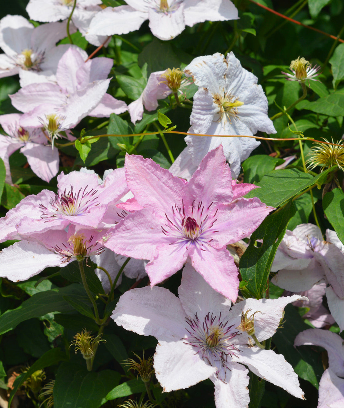 Clematis &