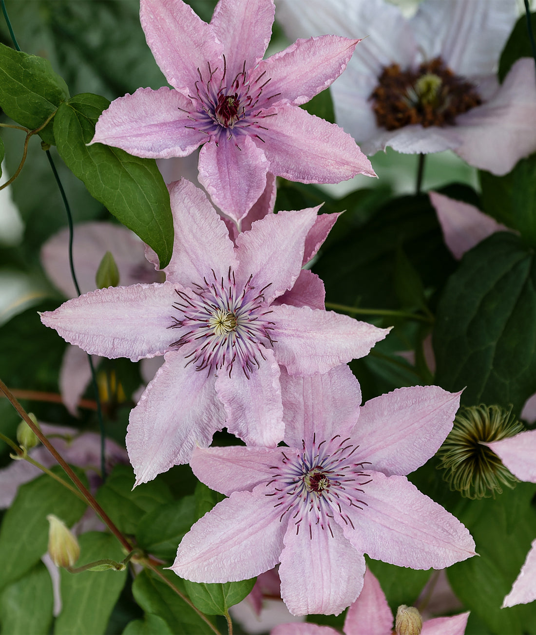 Clematis &