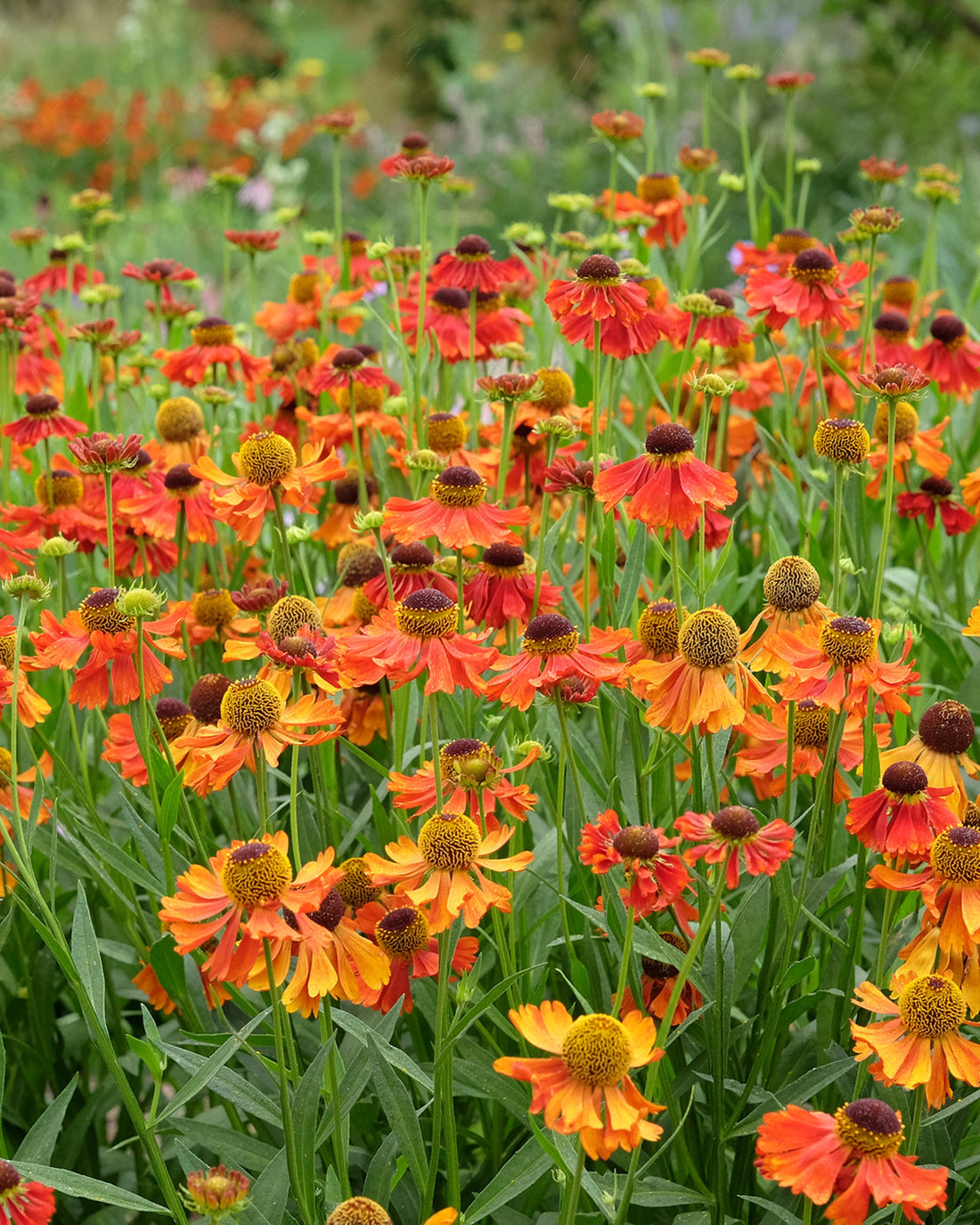 Helenium &