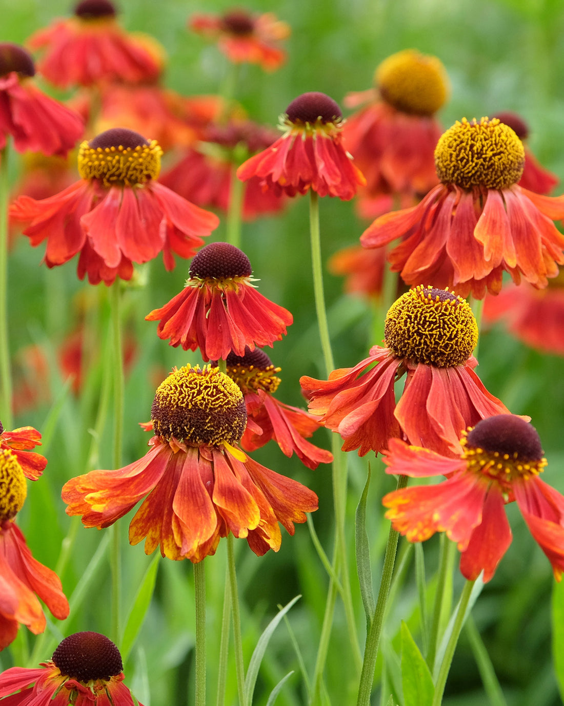 Helenium &