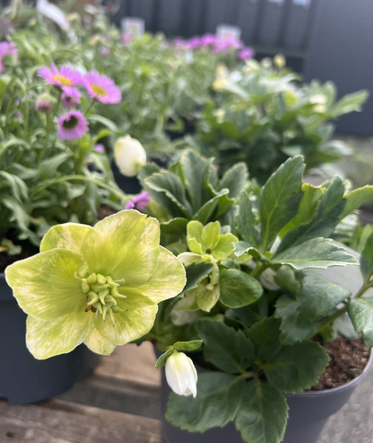Helleborus &