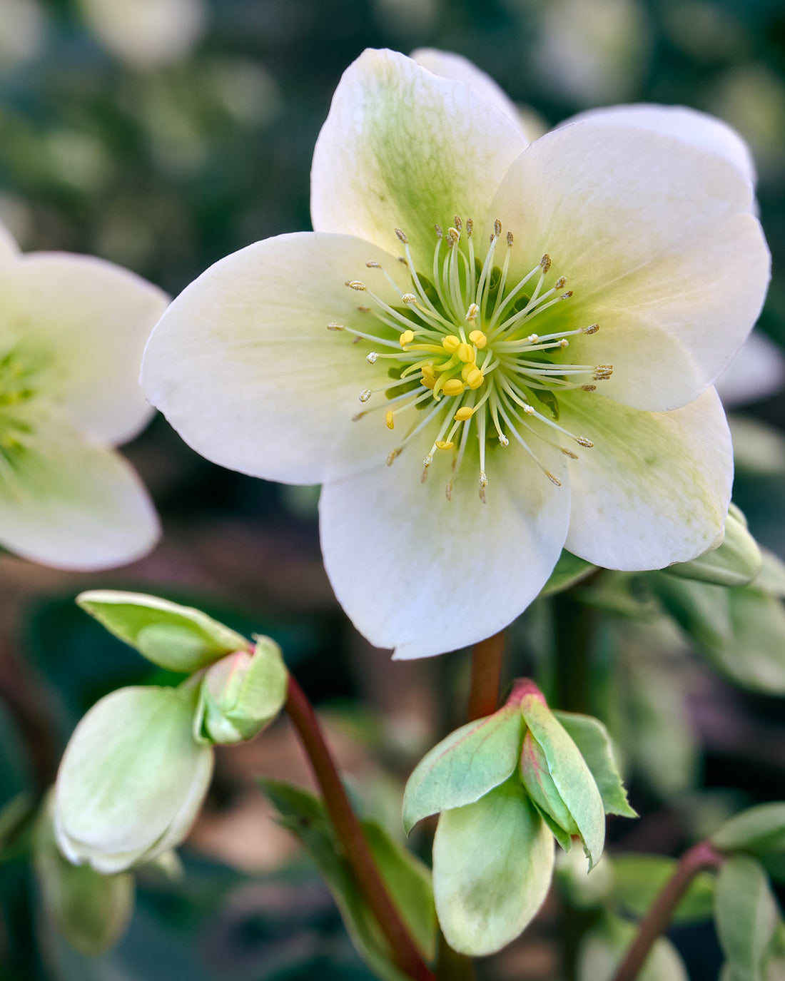 Helleborus niger