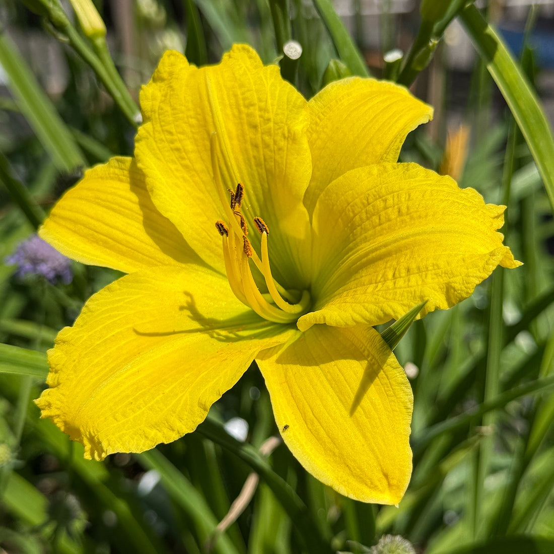 Hemerocallis &