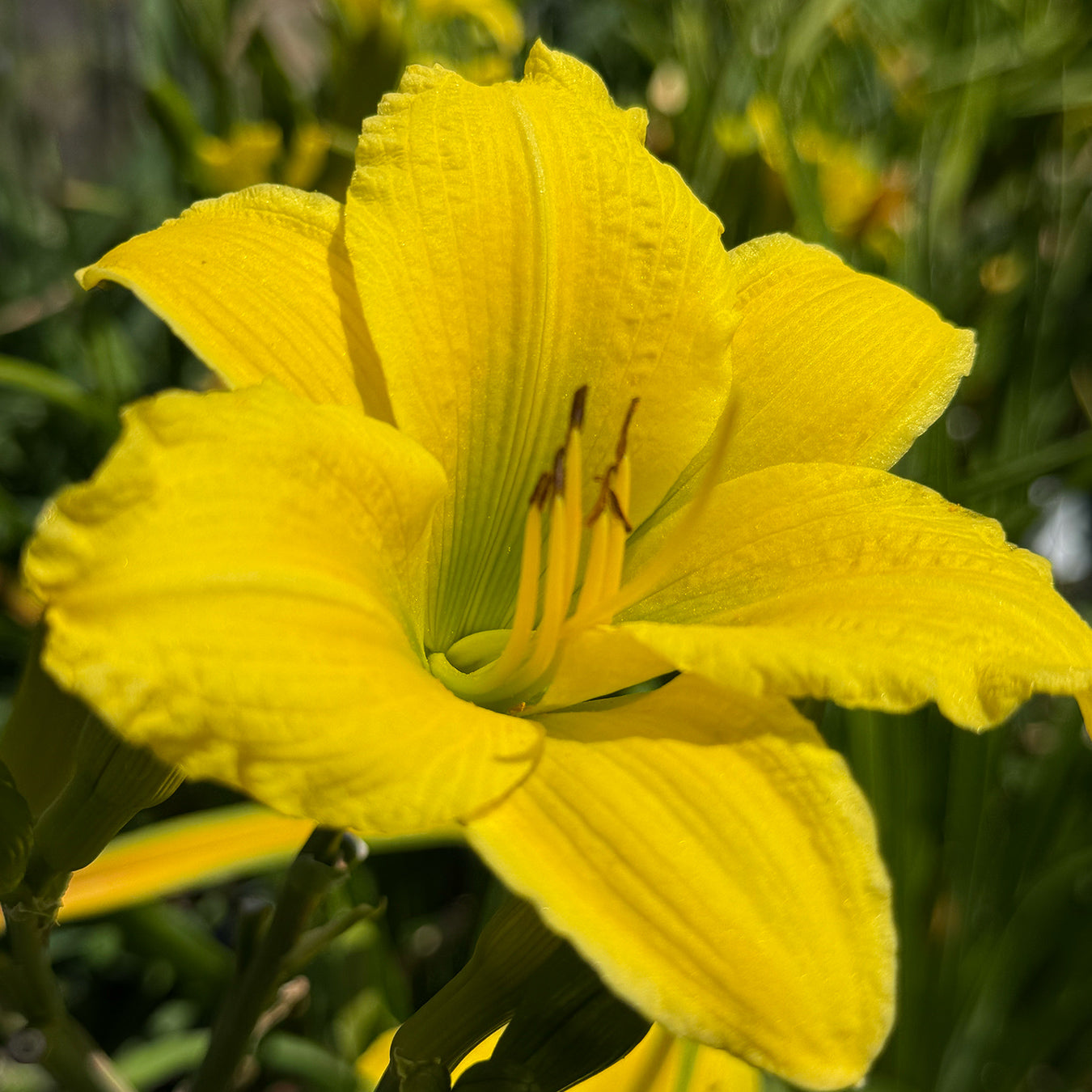 Hemerocallis &