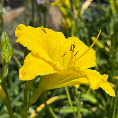 Hemerocallis &