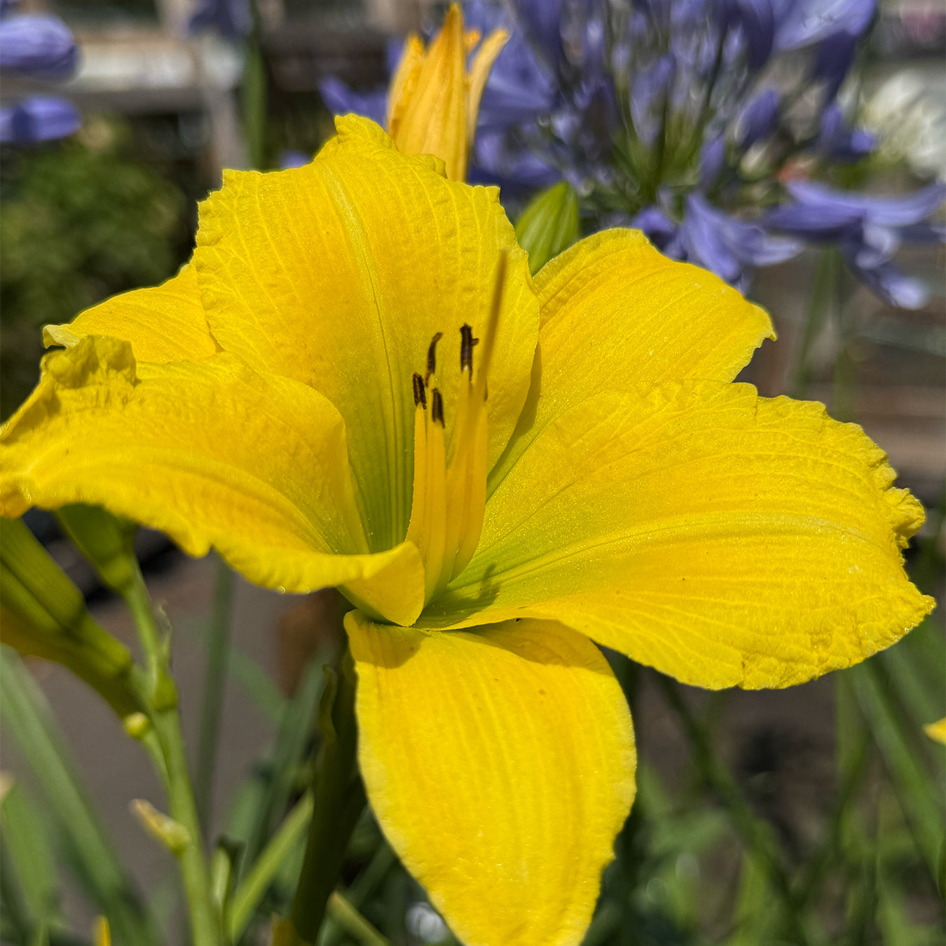 Hemerocallis &