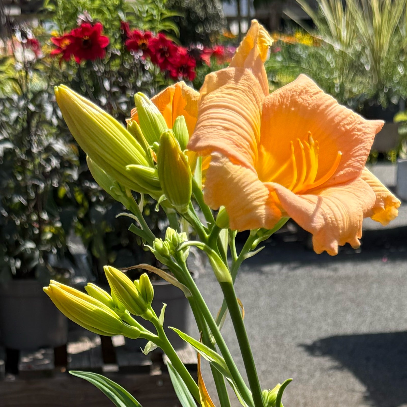 Hemerocallis &